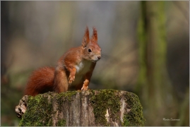 <p>VEVERKA OBECNÁ (Sciurus vulgaris) M. Boleslav ---- /Red squirrel - Eichhörnchen/</p>